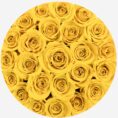 amallyellowtetocopy_5be58ce4-0edb-4a1e-884d-d3a07ee6e8a2.jpg