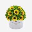 white_sunflower2.jpg